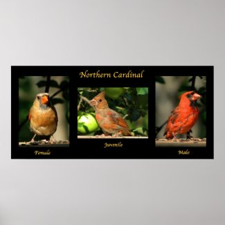Northern Cardinal Family print