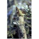 Northern cardinal-female cut out