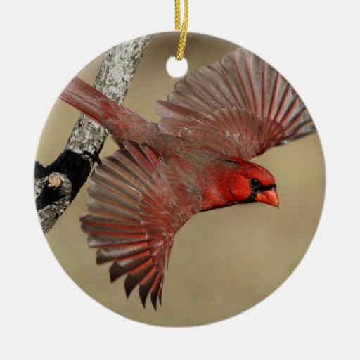 Northern Cardinal In Flight Ceramic Ornament Zazzle
