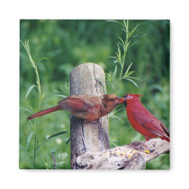 Northern Cardinal magnets by Russ45 Northern Cardinal magnets