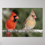 Northern Cardinal Photograph Poster
