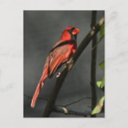 Northern Cardinal Post Card postcard