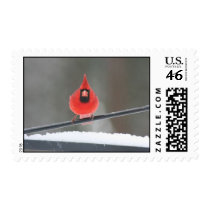Northern Cardinal postage