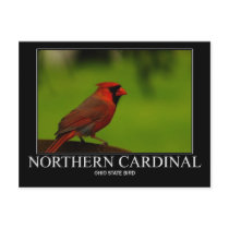 Northern Cardinal postcards