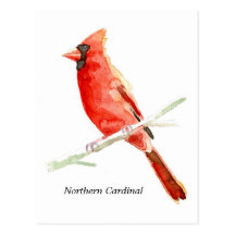 Northern Cardinal Postcard