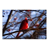 Northern Cardinal - print