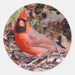 Northern Cardinal Sticker