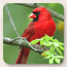 Northern cardinals coaster