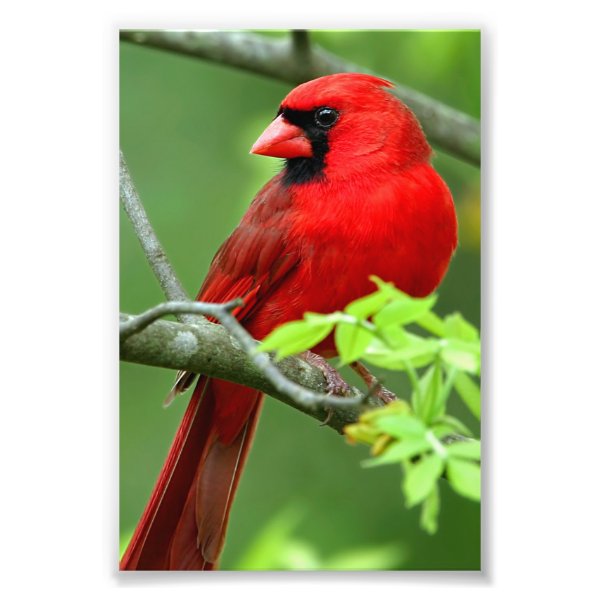 Northern cardinals photo print