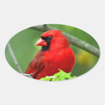 Northern cardinals stickers