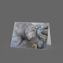 Northern Elephant Seal card
