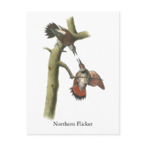 Northern Flicker, John Audubon Postcards