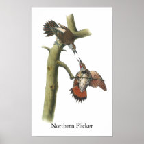 Northern Flicker, John Audubon Print