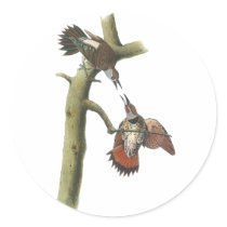 Northern Flicker, John Audubon Round Sticker