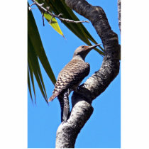 Northern flicker acrylic cut out