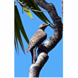 Northern flicker acrylic cut out