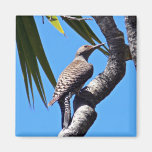 Northern flicker refrigerator magnet