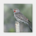 Northern flicker refrigerator magnets