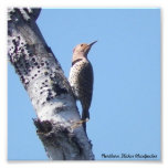 Northern Flicker Woodpecker PhotoPrint