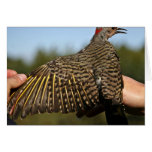 Northern Flicker, Yellow-shafted Card