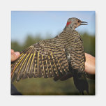 Northern Flicker, Yellow-shafted Fridge Magnet