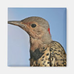 Northern Flicker, Yellow-shafted Fridge Magnet