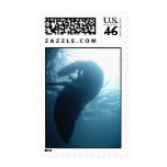 Northern Fur Seal - postage stamp