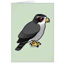 Northern Goshawk Cards