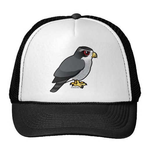 Northern Goshawk Hats