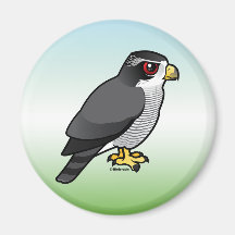 Northern Goshawk Magnet