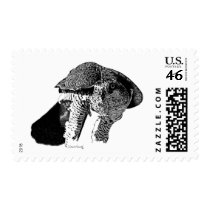 Northern Goshawk Postage Stamp