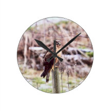 Northern Harrier Hawk on Fence Wallclock