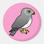Northern Harrier male Magnets