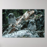Northern Hawk Owl Chicks Posters