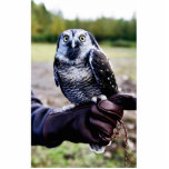 Northern Hawk Owl Cut Out
