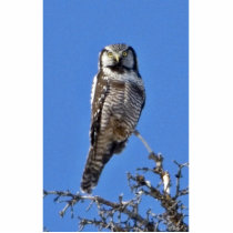 Northern Hawk Owl Photo Cut Out