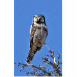 Northern Hawk Owl Photo Cut Out