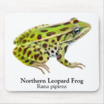 Cartoon Leopard Frog
