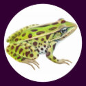 Northern Leopard Frog Sticker by twopurringcats Northern Leopard Frog Sticker