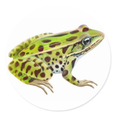 frog