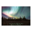 Northern Lights Over a Black Spruce Forest posters