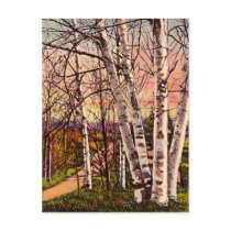 Northern Michigan Birch Trees in Spring Postcards