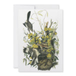 Northern Mocking Bird, John Audubon Personalized Announcement