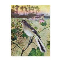 Northern Mockingbird Post Card