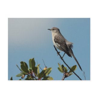 Northern Mockingbird Postcard postcard