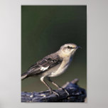 Northern Mockingbird Print