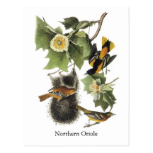 Northern Oriole, John Audubon Post Card