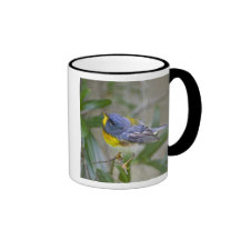 Northern Parula Parula americana) male Mugs
