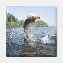 Northern Pike jumping out of water in a lake. Fridge Magnet