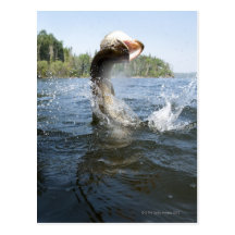 Northern Pike jumping out of water in a lake. Postcard